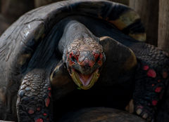 Chelonoidis carbonarius