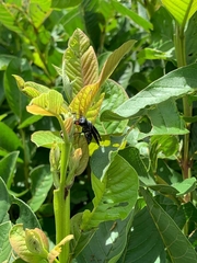 Synoeca septentrionalis