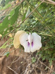 Centrosema pubescens