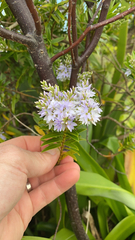 Veronica diosmifolia