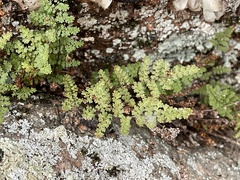 Myriopteris fendleri