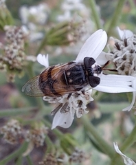 Copestylum marginatum