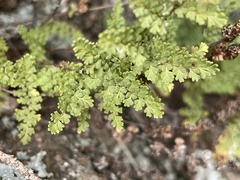 Myriopteris fendleri