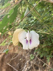 Centrosema pubescens