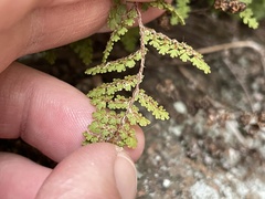 Myriopteris fendleri