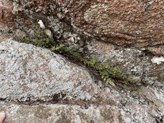 Myriopteris fendleri