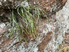 Asplenium septentrionale