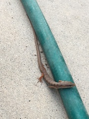 Elgaria multicarinata webbii