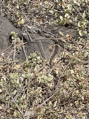 Pseudalsophis hoodensis