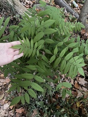 Sorbaria sorbifolia