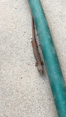 Elgaria multicarinata webbii