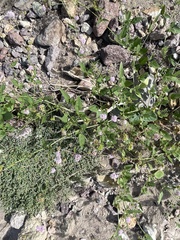 Boerhavia xantii