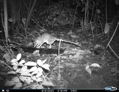Philander opossum