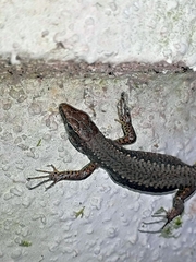 Darevskia chlorogaster