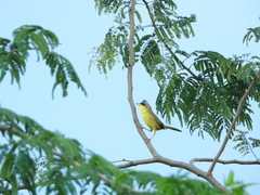 Geothlypis poliocephala