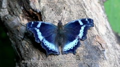 Kaniska canace