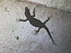 Darevskia chlorogaster