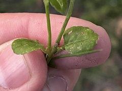 Torenia crustacea