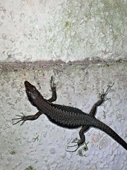 Darevskia chlorogaster