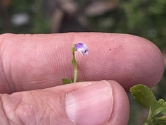 Torenia crustacea