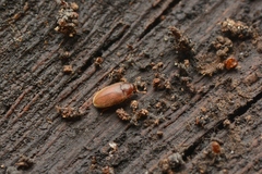 Biphyllidae