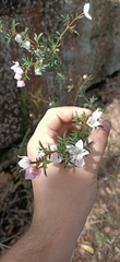 Boronia floribunda