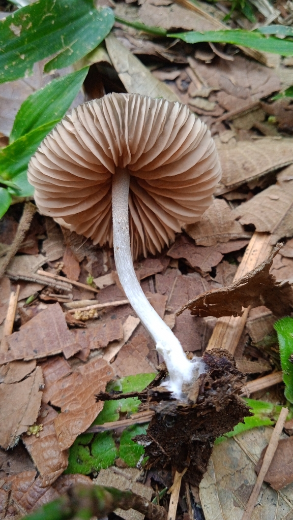 Entoloma sodale
