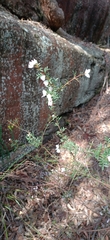 Boronia floribunda