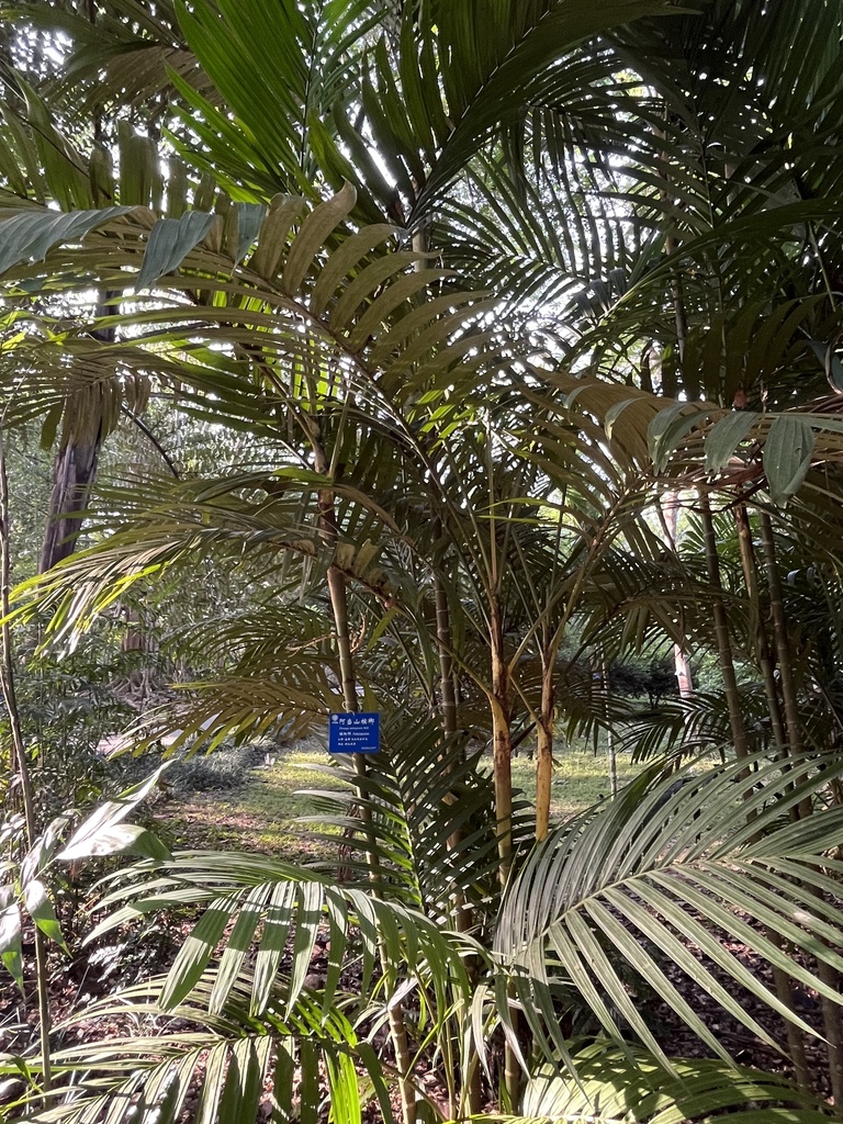 Pinanga adangensis (Pinanga adangensis)