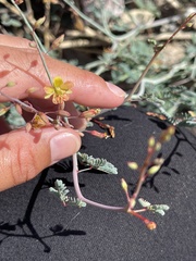 Hoffmannseggia microphylla