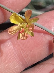 Hoffmannseggia microphylla