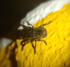Adetaptera