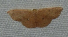 Cyclophora
