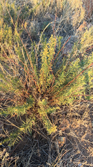Artemisia dracunculus