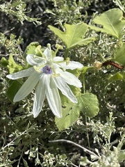 Passiflora palmeri