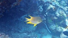 Amblyglyphidodon aureus