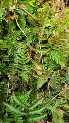 Trichomanes pinnatum