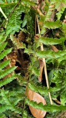 Trichomanes pinnatum