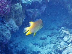 Amblyglyphidodon aureus