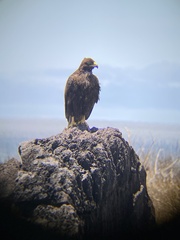 Buteo galapagoensis