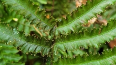 Trichomanes pinnatum