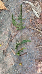 Trichomanes pinnatum