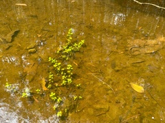 Callitriche stagnalis