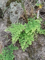 Adiantum poiretii