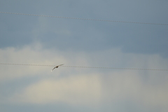 Falco sparverius