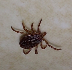 Ixodidae