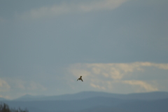Falco sparverius
