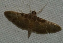 Pilocrocis