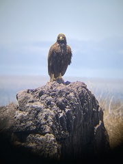 Buteo galapagoensis