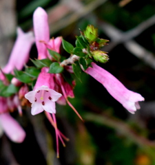Epacris reclinata